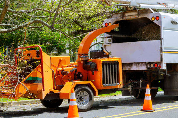 How Our Tree Care Process Works  in Red Corral, CA